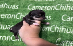 Chihuahua dogs for sale: Tiny Harry Short Coat - Image 1