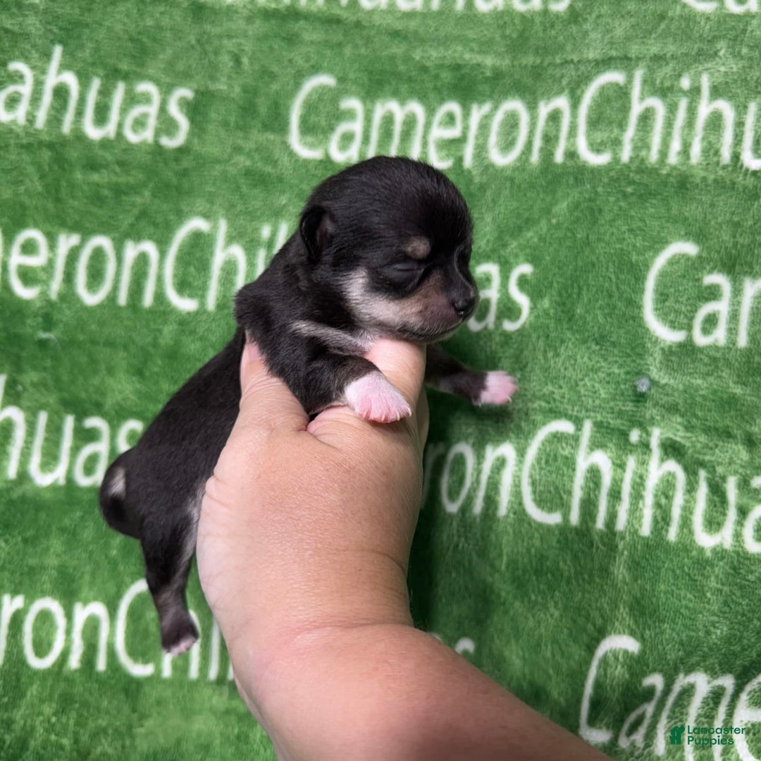Chihuahua dogs for sale: Tiny Harry Short Coat - Image 1
