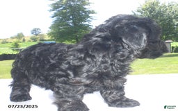 Yorkiepoo dogs for sale: Mack - Image 20