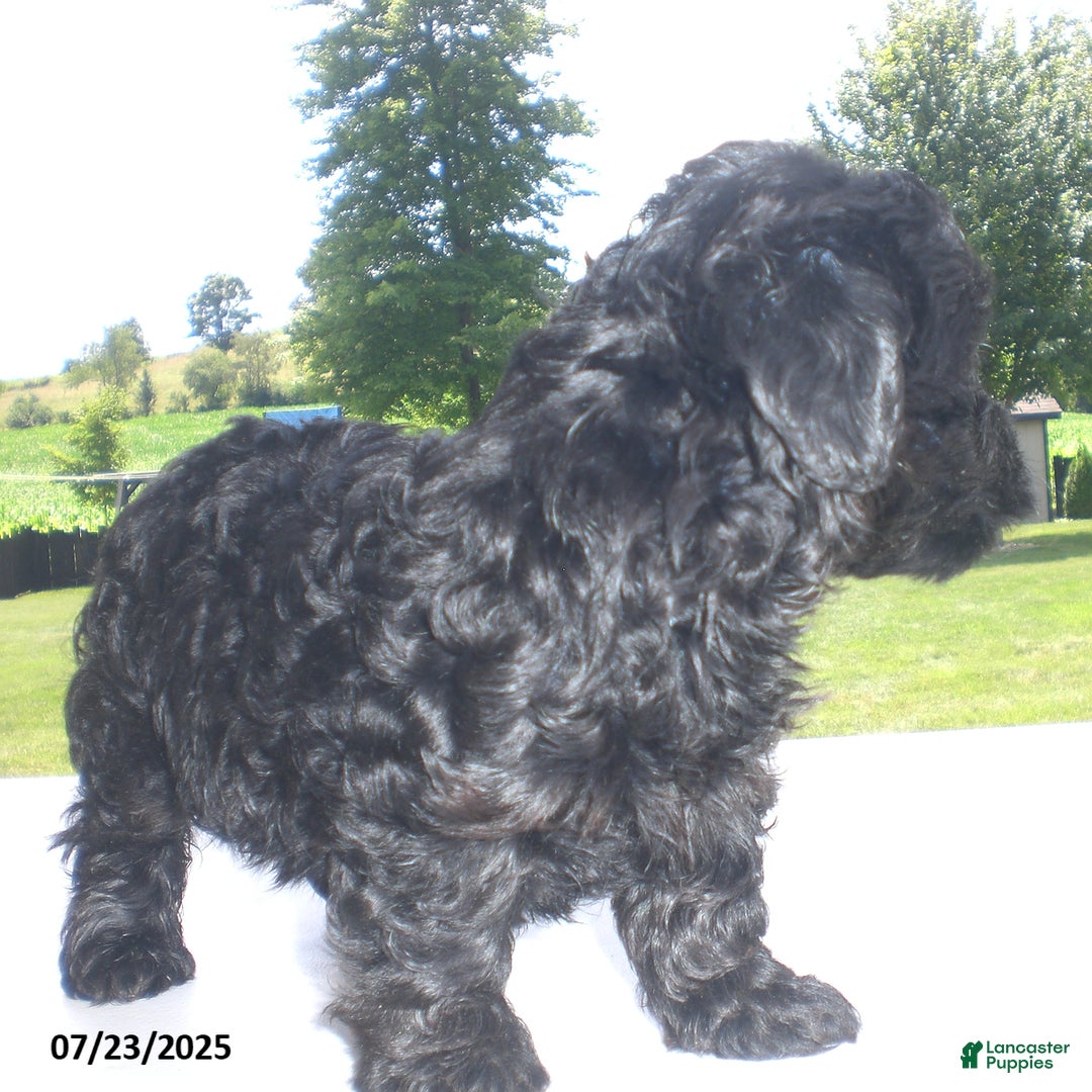 Yorkiepoo dogs for sale: Mack - Image 20