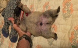 Pug dogs for sale: Don - Image 16