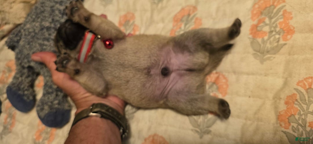 Pug dogs for sale: Don - Image 16