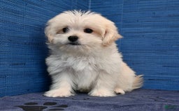 Shihpoo dogs for sale: Cedric - Image 4