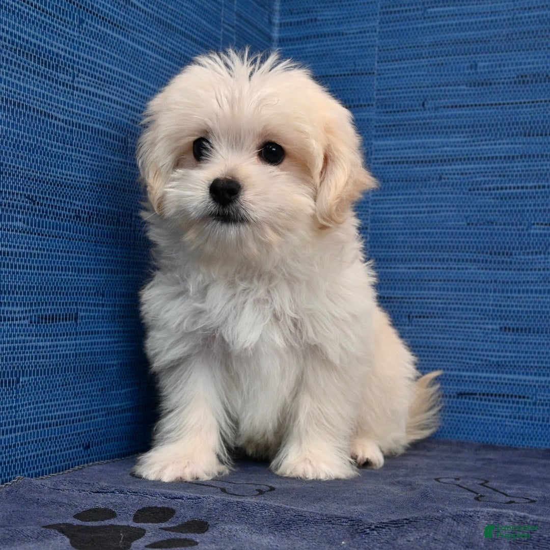 Shihpoo dogs for sale: Cedric - Image 4