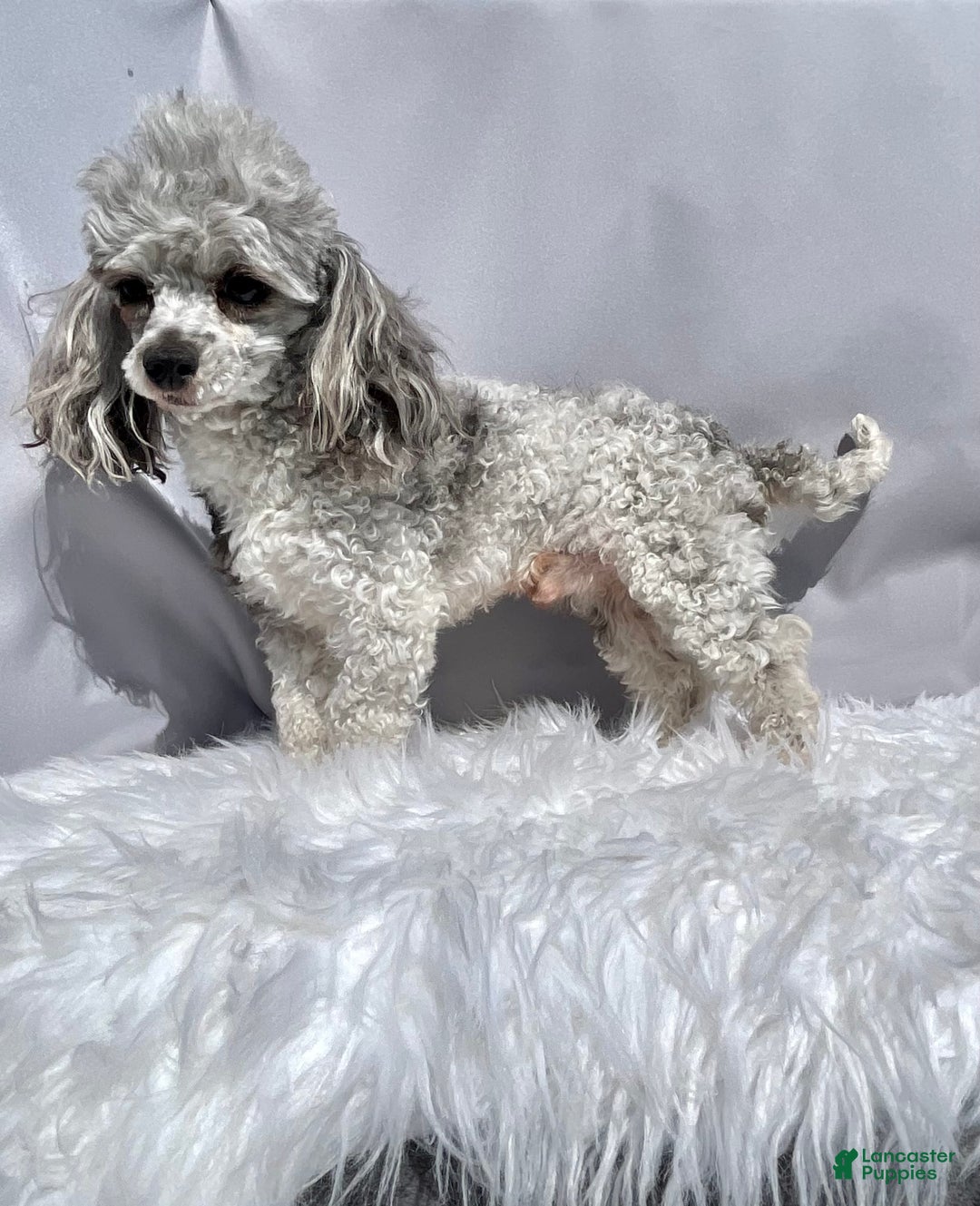 Cavapoo dogs for sale: Daisy - Image 12