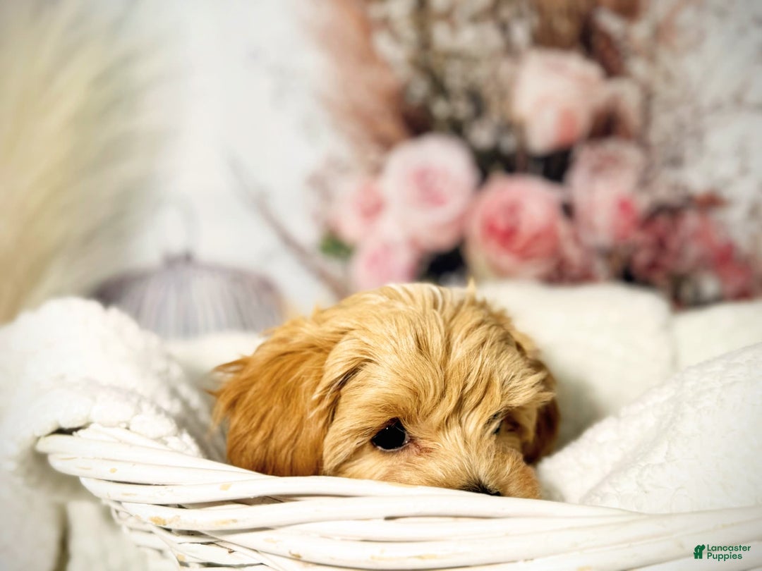 Maltipoo dogs for sale: Dark Pink Collar - Image 8