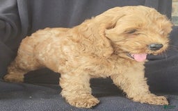 Cockapoo dogs for sale: Ben - Image 1