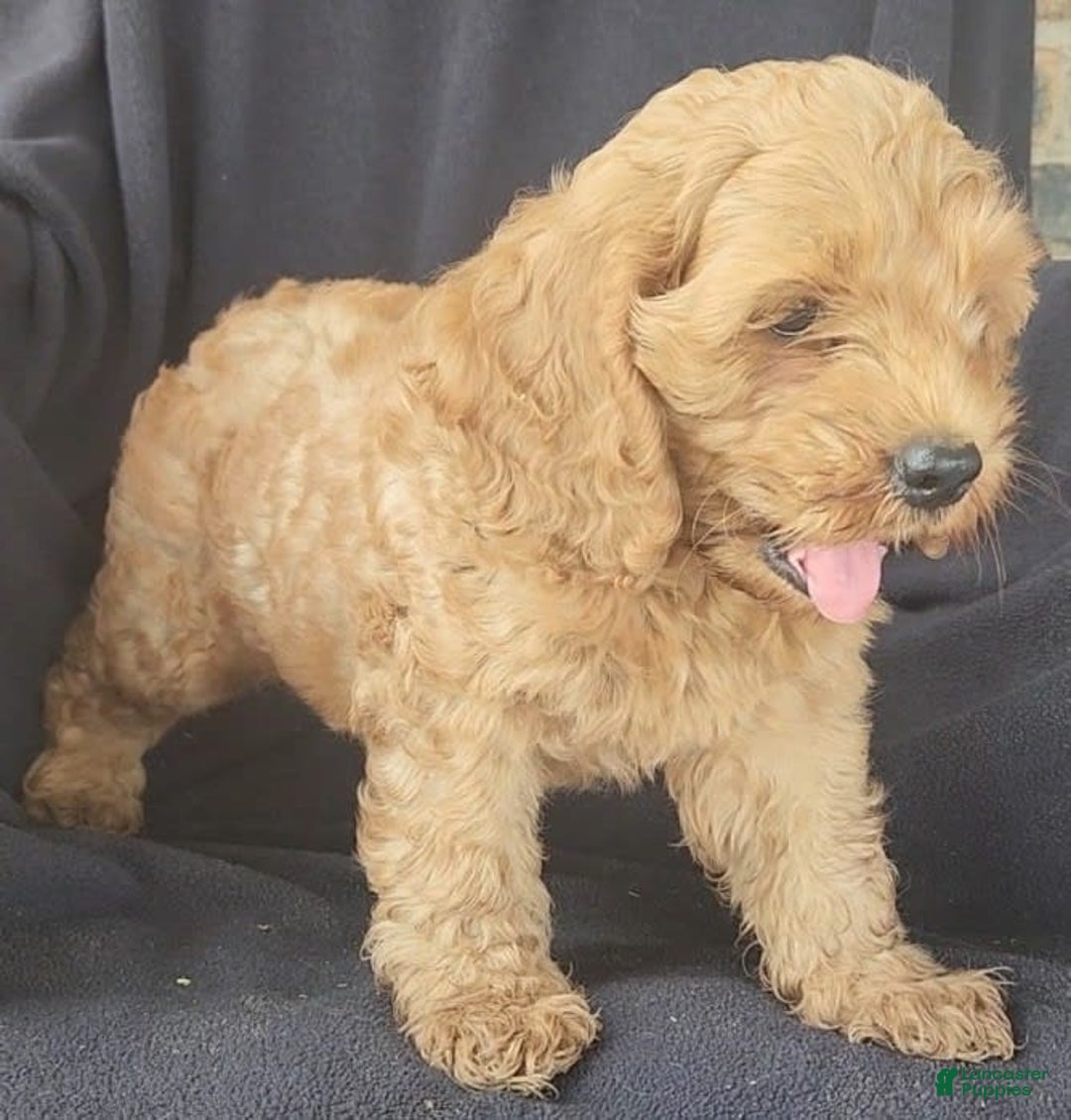 Cockapoo dogs for sale: Ben - Image 1