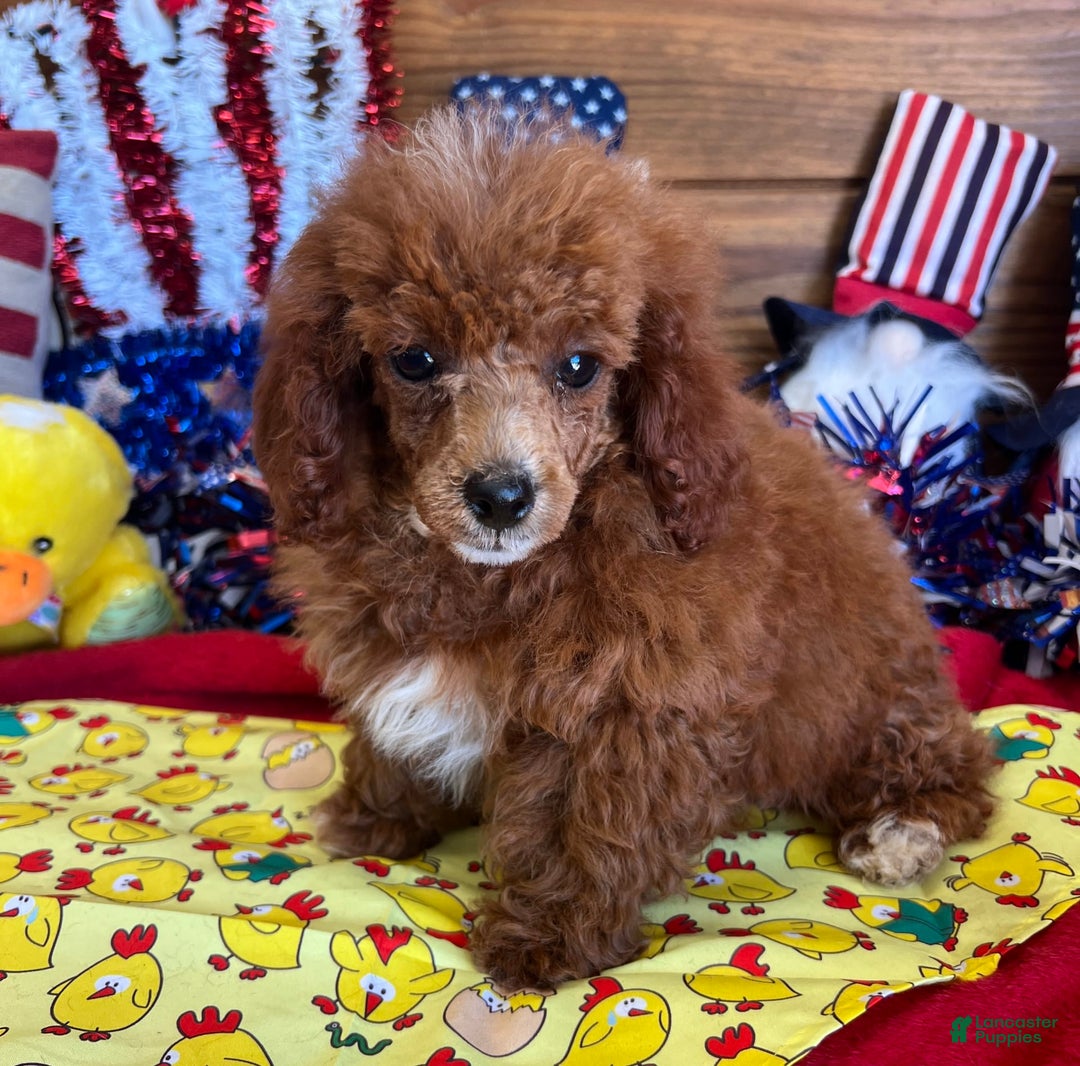 Toy Poodle dogs for sale: Elvis - Image 3