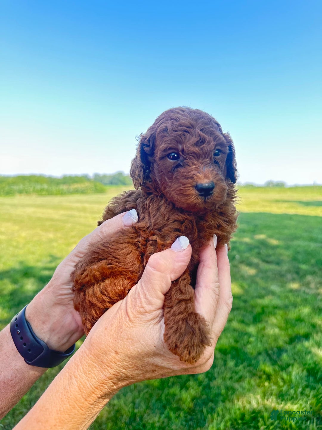 Mini Goldendoodle dogs for sale: Cooper - Image 14
