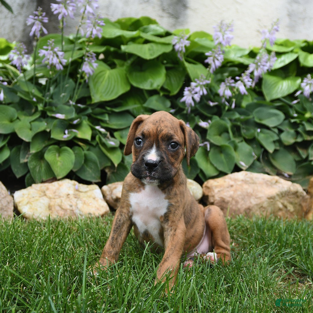 Boxer dogs for sale: Dallas - Image 4
