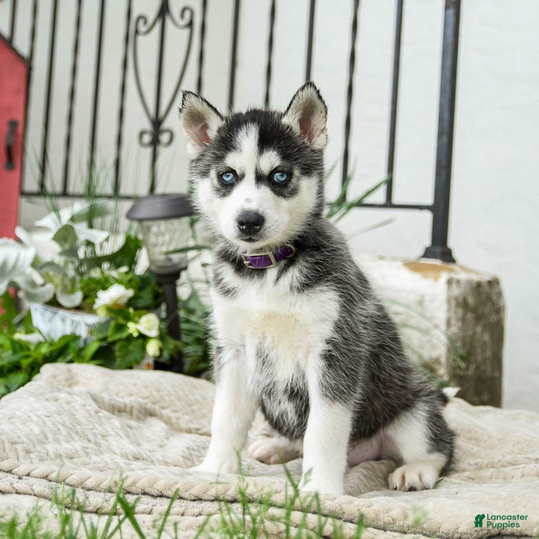 Siberian Husky dogs for sale: Beth - Image 6