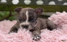 Frenchton dogs for sale: Jayna - Image 11