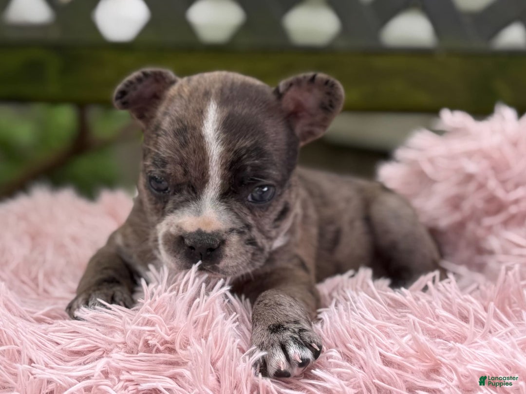 Frenchton dogs for sale: Jayna - Image 11