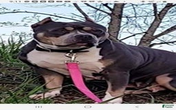 American Bully dogs for sale: Socks - Image 27