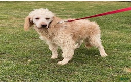 Mini Goldendoodle dogs for sale: Mabel - Image 3