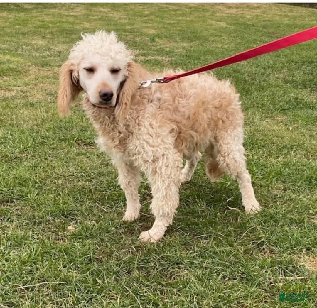 Mini Goldendoodle dogs for sale: Mabel - Image 3