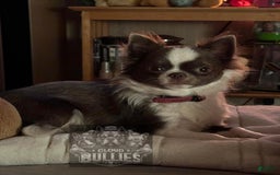 Chihuahua dogs for sale: Black Tri Male - Image 8