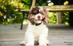 Cocker Spaniel dogs for sale: Beckham - Image 23