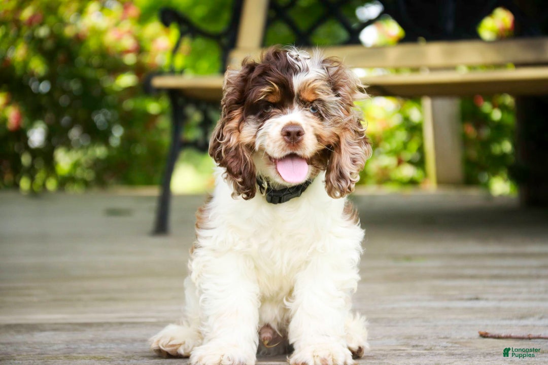 Cocker Spaniel dogs for sale: Beckham - Image 23