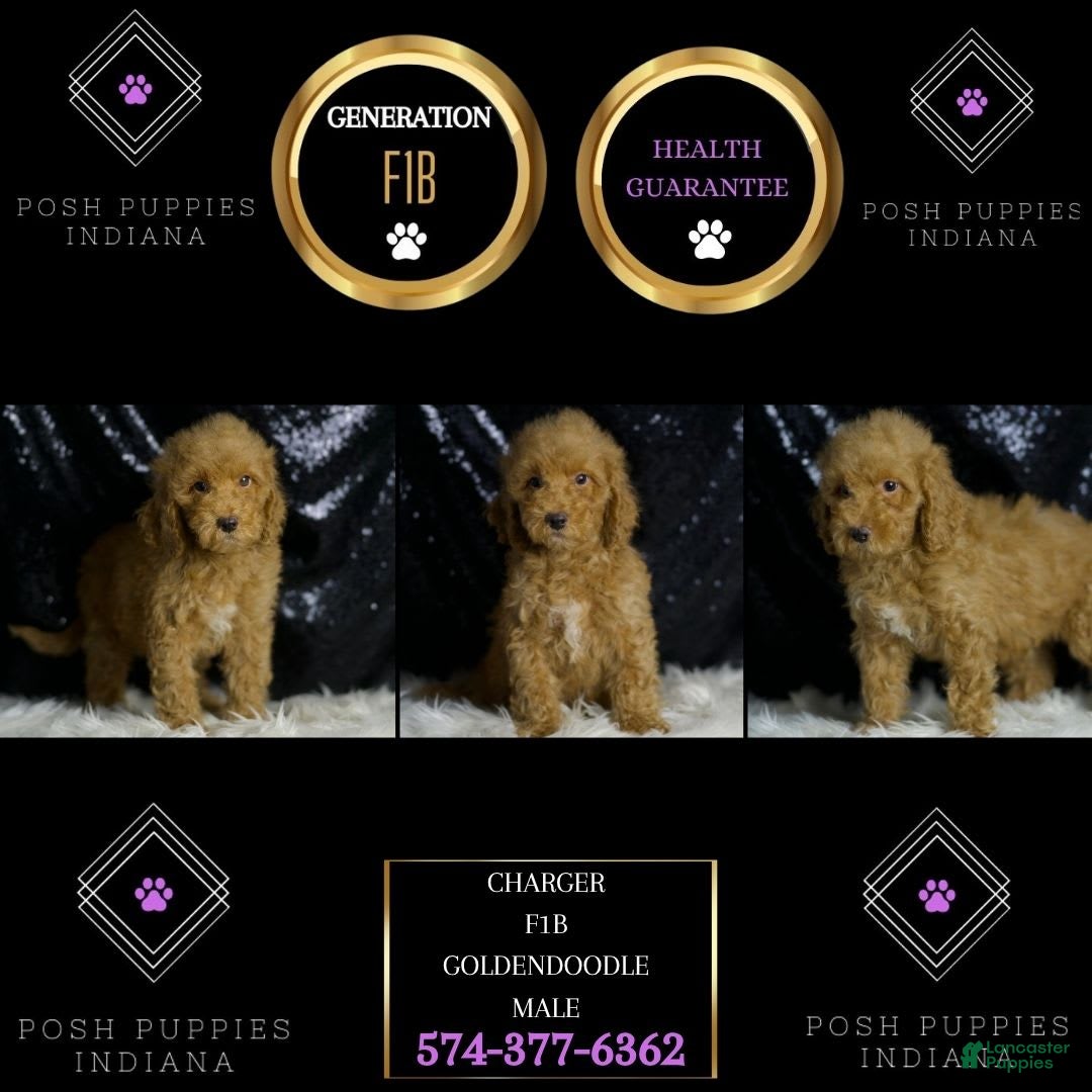 Mini Goldendoodle dogs for sale: Charger - Image 5