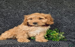 Cockapoo dogs for sale: Fleming - Image 6