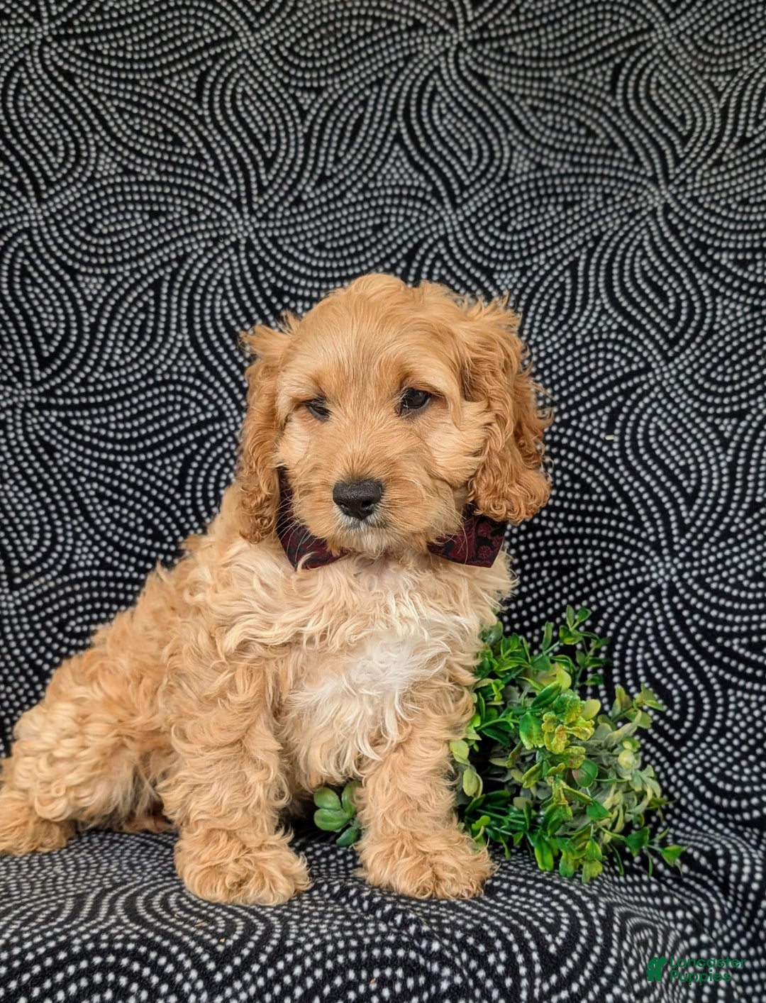 Cockapoo dogs for sale: Fleming - Image 6