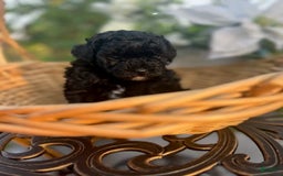 Miniature Poodle dogs for sale: Starlight - Image 4