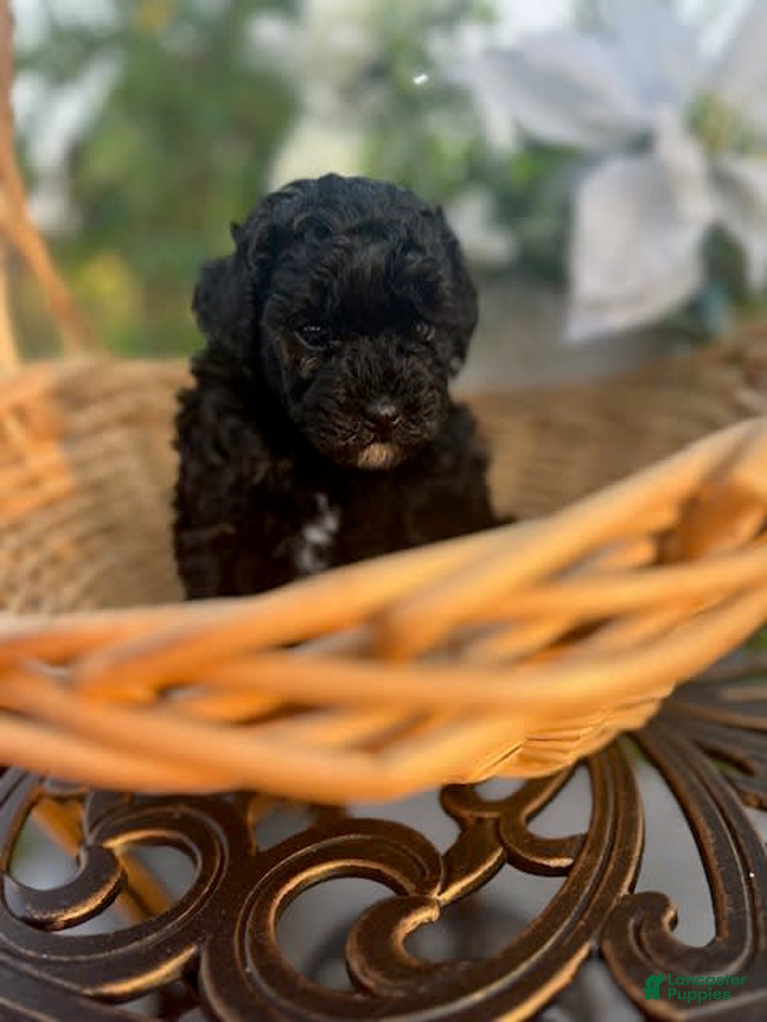 Miniature Poodle dogs for sale: Starlight - Image 4