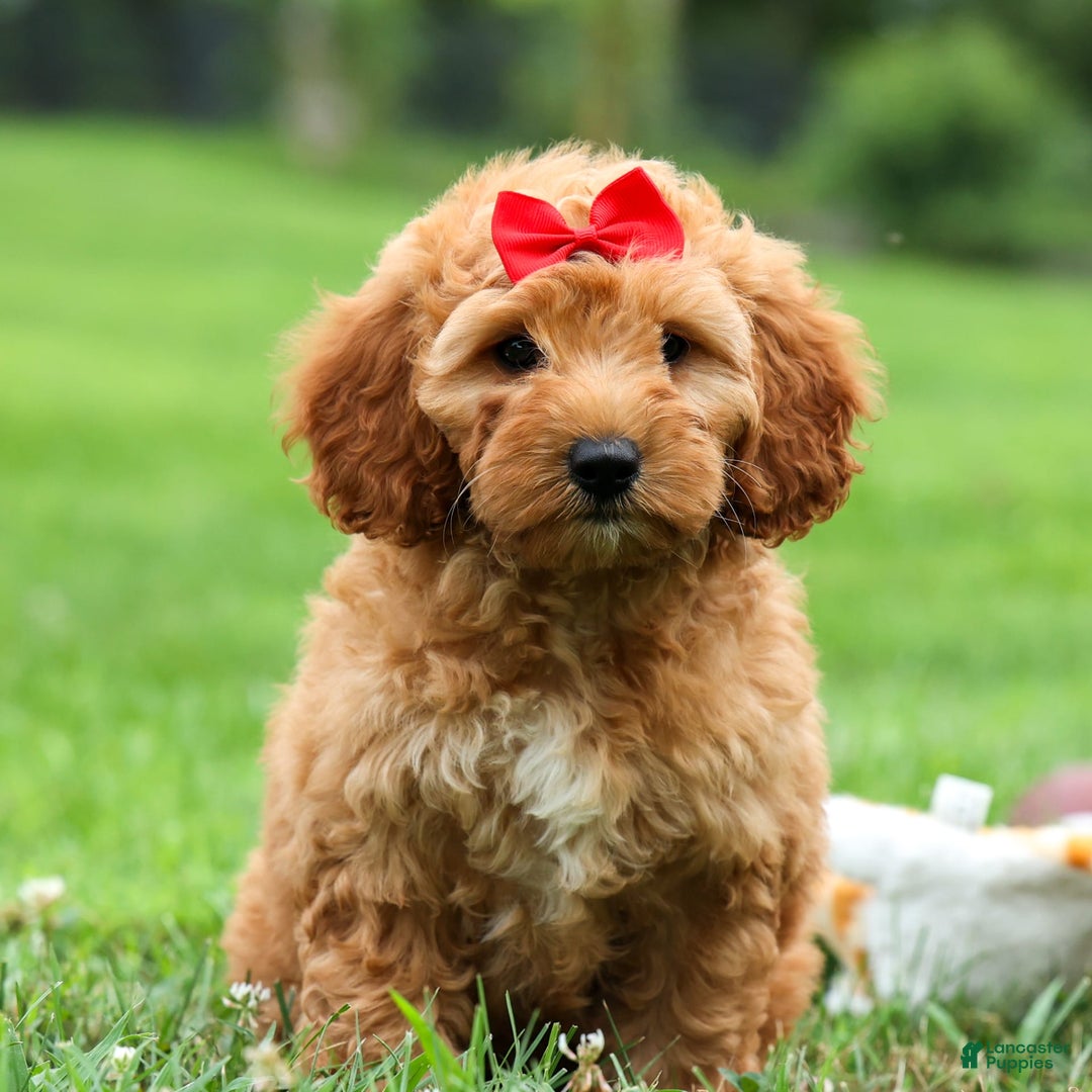 Goldendoodle dogs for sale: Brooklyn - Image 3