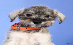 Miniature Schnauzer dogs for sale: Betty - Image 7