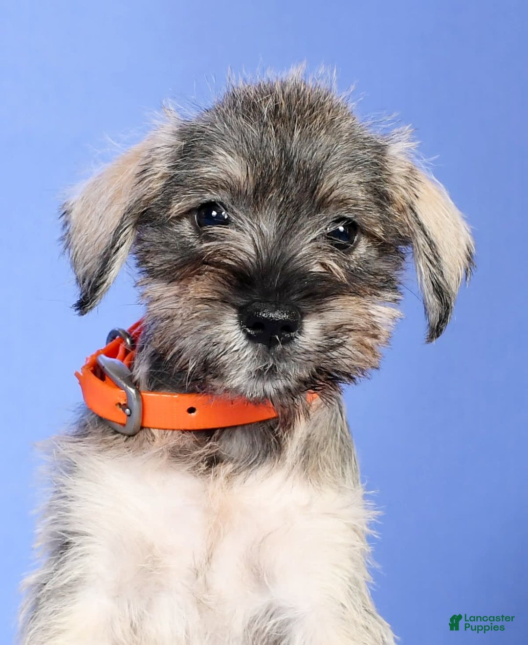 Miniature Schnauzer dogs for sale: Betty - Image 7