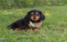 Miniature Dachshund dogs for sale: Sally - Image 1