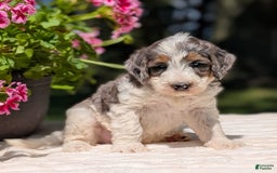 Mini Bernedoodle dogs for sale: Sammy - Image 6