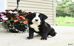 Bernese Mountain Dog dogs for sale: Pepper - Image 3