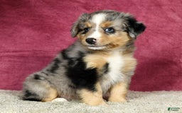 Miniature Australian Shepherd dogs for sale: Alex - Image 7