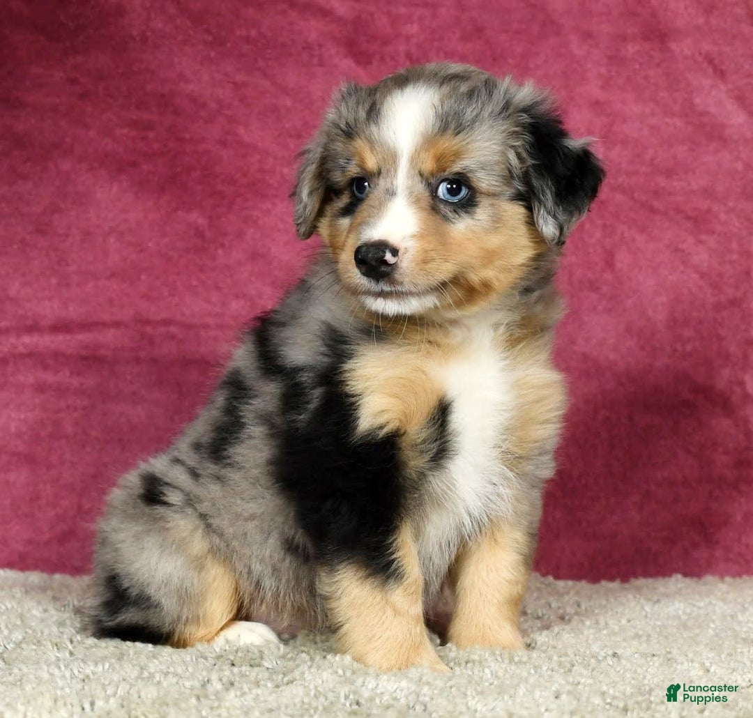 Miniature Australian Shepherd dogs for sale: Alex - Image 7