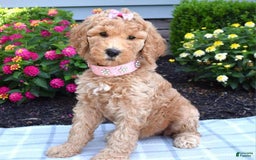 Standard Poodle dogs for sale: Dakota - Image 1