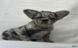 French Bulldog dogs for sale: cleo - Image 6