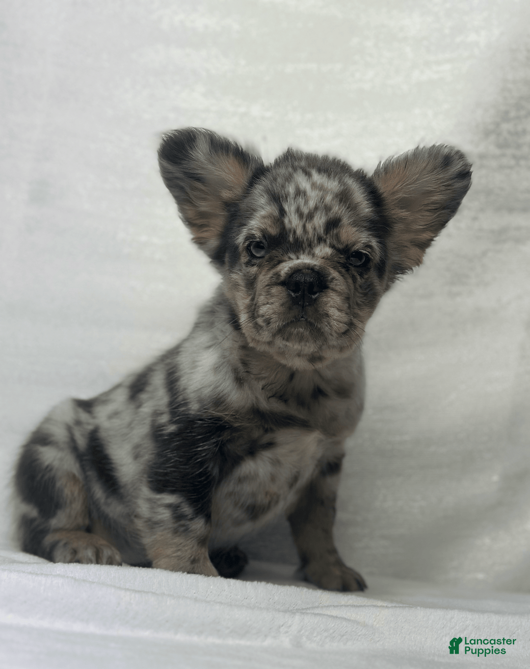 French Bulldog dogs for sale: cleo - Image 6