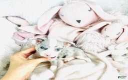 Chihuahua dogs for sale: Blue Eyes - Image 2