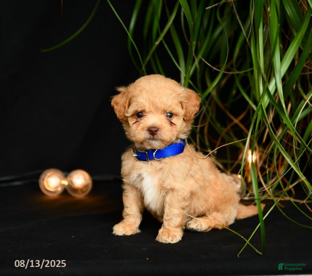 Teddy Bear dogs for sale: Ridley - Image 1