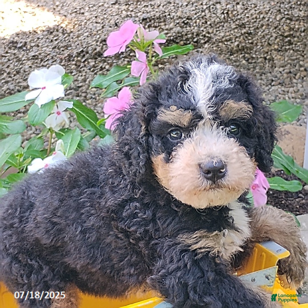 Mini Bernedoodle dogs for sale: Trevor - Image 8
