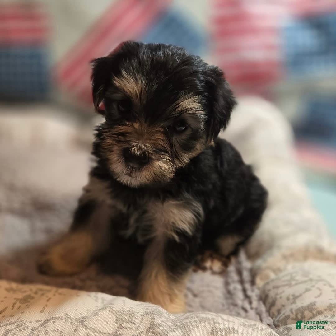 Morkie dogs for sale: Albert - Image 6