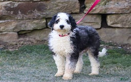 Mini Bernedoodle dogs for sale: Luke - Image 6