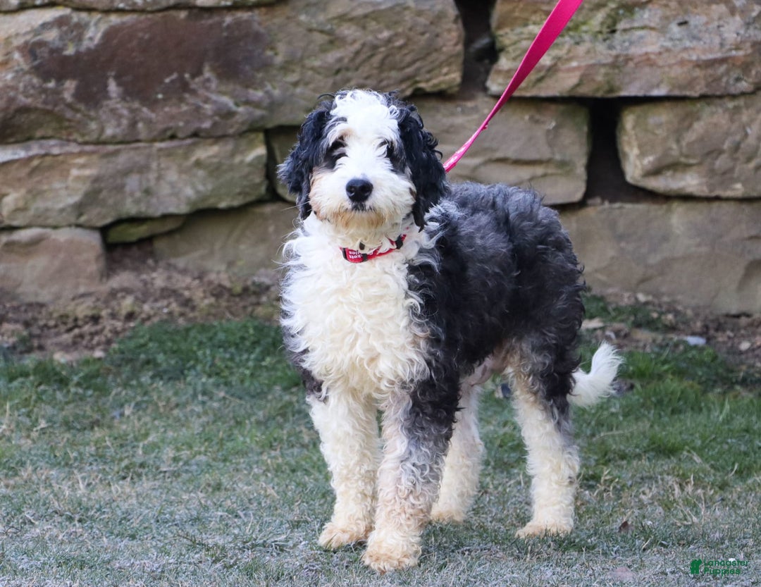 Mini Bernedoodle dogs for sale: Luke - Image 6
