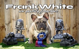 French Bulldog dogs for sale: Frank White - Image 8