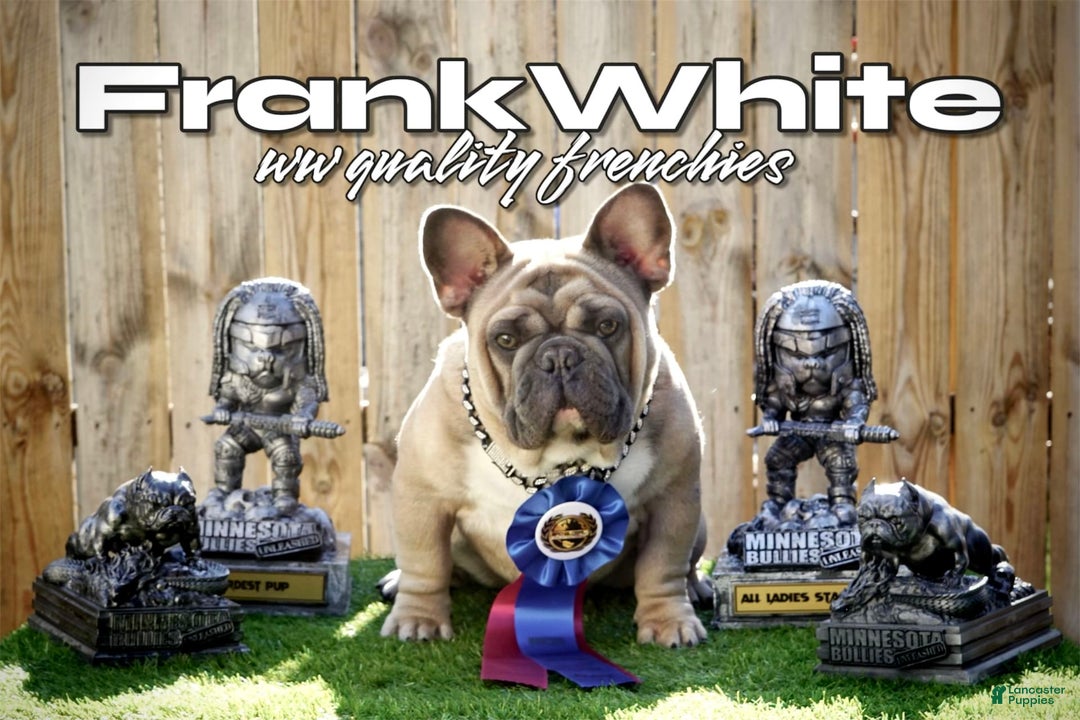 French Bulldog dogs for sale: Frank White - Image 8