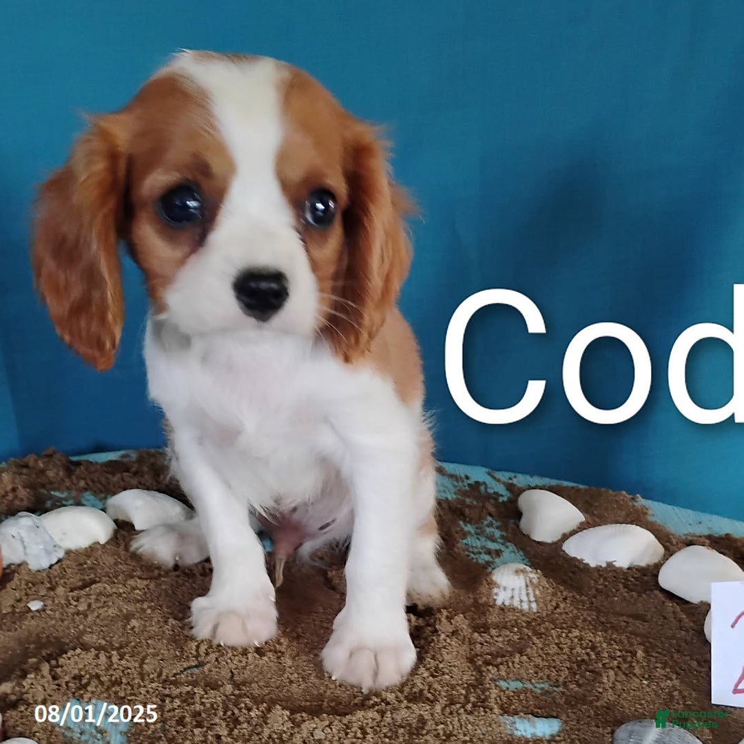 Cavalier King Charles Spaniel dogs for sale: Cody - Image 1
