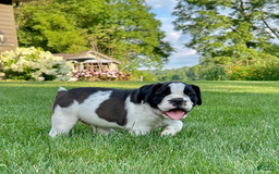 English Bulldog dogs for sale: Silas - Image 1